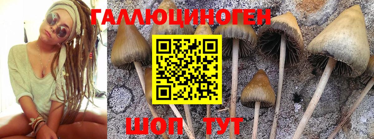 Галлюциногенные грибы прущие грибы Северодвинск